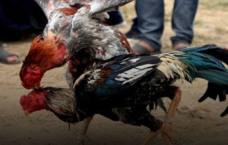 Các sư kê đang chuẩn bị cho chiến kê trước trận đấu quan trọng