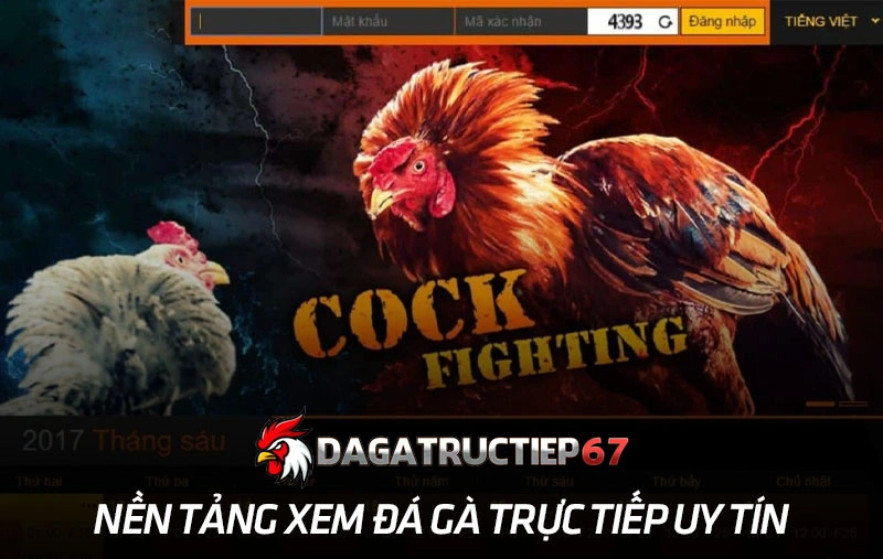 Nền tảng xem đá gà trực tiếp uy tín
