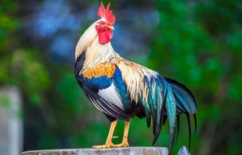 Cách nuôi gà đá mau tới pin quan trọng là phải chủ động phòng các bệnh thường gặp