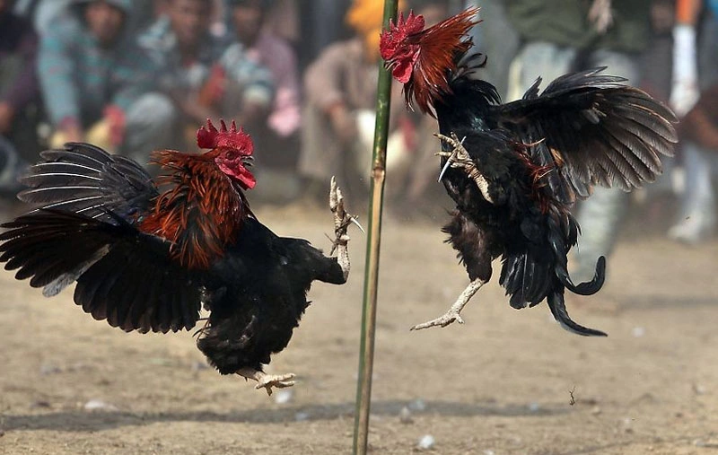 Giao diện một trận đá gà Thomo trực tiếp