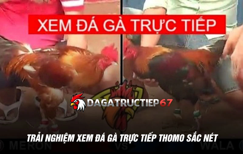 Trải nghiệm xem đá gà trực tiếp Thomo sắc nét