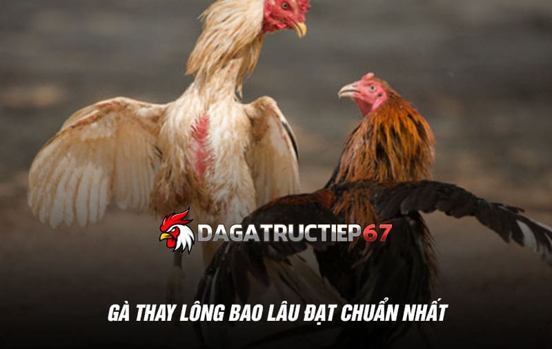 Gà thay lông bao lâu đạt chuẩn nhất