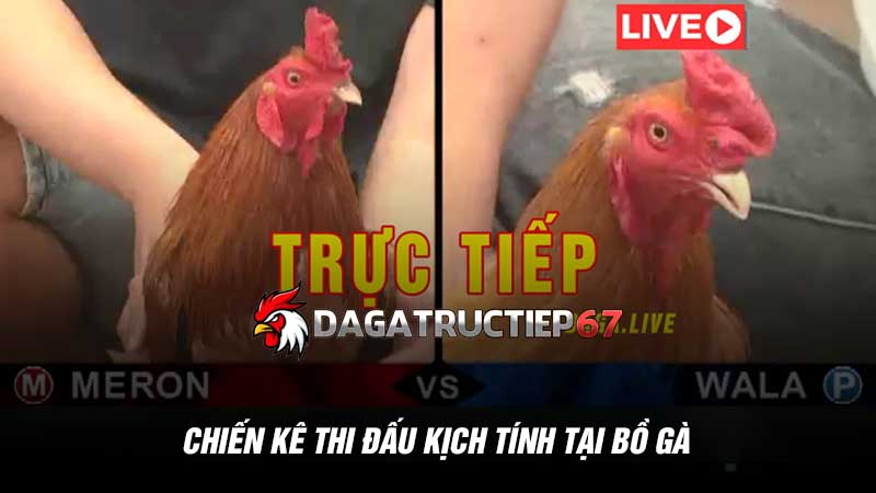 Chiến kê thi đấu kịch tính tại bồ gà